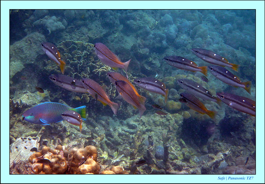 2011 - 03 - Koh Kradan 042